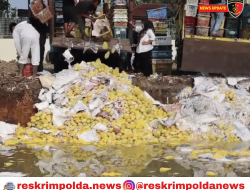 Karantina Sumatera Utara Musnahkan 12 Ton Mangga Ilegal Asal Thailand