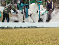Harga Gabah Ketan Anjlok, Petani di Subang Mengeluh