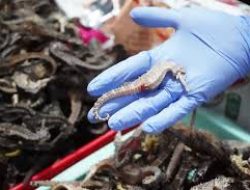 UPAYA PENYELUNDUPAN RIBUAN EKOR KUDA LAUT KERING DIHENTIKAN DI BANDARA HANG NADIM, POTENSI KERUGIAN NEGARA TEMBUS RP 40 JUTA