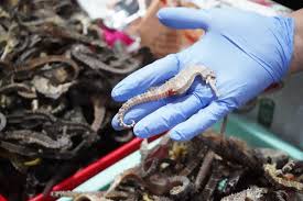 UPAYA PENYELUNDUPAN RIBUAN EKOR KUDA LAUT KERING DIHENTIKAN DI BANDARA HANG NADIM, POTENSI KERUGIAN NEGARA TEMBUS RP 40 JUTA