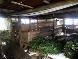 MENDEKATI IDUL ADHA, PENCURI NEKAT SEMBELIH 8 KAMBING DI DALAM KANDANG — WARGA JAMBE GEMPAR, SISKAMLING DIMINTA SIAGA!