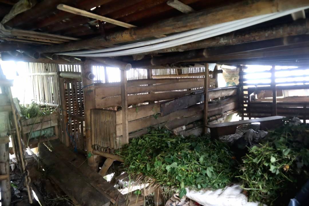 MENDEKATI IDUL ADHA, PENCURI NEKAT SEMBELIH 8 KAMBING DI DALAM KANDANG — WARGA JAMBE GEMPAR, SISKAMLING DIMINTA SIAGA!