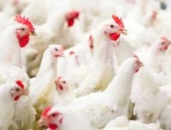 Kementan Tetapkan Harga Acuan Livebird Rp18.000/Kg, Peternak Nilai Belum Ideal