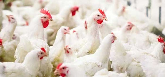 Kementan Tetapkan Harga Acuan Livebird Rp18.000/Kg, Peternak Nilai Belum Ideal