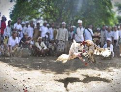 PEMBAHASAN LEGALISASI TRADISI “TAJEN” DI BALI: DPRD DAN POLDA BALI SEPAKAT DALAM KERANGKA BUDAYA, BUKAN PERJUDIAN