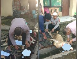 Polri Untuk Masyarakat Polsek Losarang Kurban 4 ekor Kambing