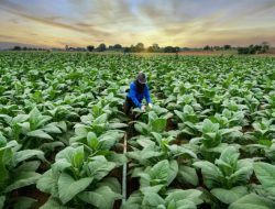 Industri Tembakau Terpukul Ganda di Semester II 2025: Rokok Ilegal Kian Mengganas, Petani & Produsen Terdampak