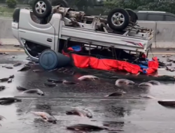 Mobil Bak Terbuka Pengangkut Ikan Lele Terguling di Tol Japek KM 54: Lalu Lintas Tersendat, Muatan Berserakan di Jalan Tol