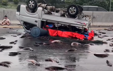 Mobil Bak Terbuka Pengangkut Ikan Lele Terguling di Tol Japek KM 54: Lalu Lintas Tersendat, Muatan Berserakan di Jalan Tol