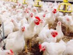 PEMERINTAH TETAPKAN HARGA POKOK PRODUKSI AYAM HIDUP RP18.000/KG UNTUK MELINDUNGI PETERNAK, HARGA MINIMAL DISAMPAIKAN USAI RAPAT KOORDINASI NASIONAL
