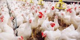 PEMERINTAH TETAPKAN HARGA POKOK PRODUKSI AYAM HIDUP RP18.000/KG UNTUK MELINDUNGI PETERNAK, HARGA MINIMAL DISAMPAIKAN USAI RAPAT KOORDINASI NASIONAL