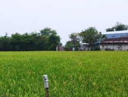 TRAGIS: REMAJA 13 TAHUN MENINGGAL DUNIA TERSETRUM JERAT LISTRIK PENGUSIR TIKUS DI LAHAN PERTANIAN KARAWANG