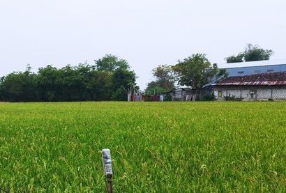 TRAGIS: REMAJA 13 TAHUN MENINGGAL DUNIA TERSETRUM JERAT LISTRIK PENGUSIR TIKUS DI LAHAN PERTANIAN KARAWANG