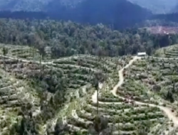 PENEBANGAN LIAR DI KAWASAN HUTAN LINDUNG BATANG ULAK TERBONGKAR: 60 HEKTARE DIRUSAK, 4 ORANG DITANGKAP TERMASUK ASN DAN TOKOH ADAT