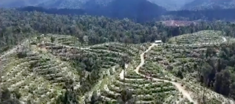 PENEBANGAN LIAR DI KAWASAN HUTAN LINDUNG BATANG ULAK TERBONGKAR: 60 HEKTARE DIRUSAK, 4 ORANG DITANGKAP TERMASUK ASN DAN TOKOH ADAT