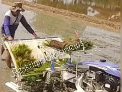 Upaya Gerakan Percepatan Tanam Padi MT2 KTNA Losarang:Gunakan Mesin tanam padi MAXXI Rice Transplanter PF 48