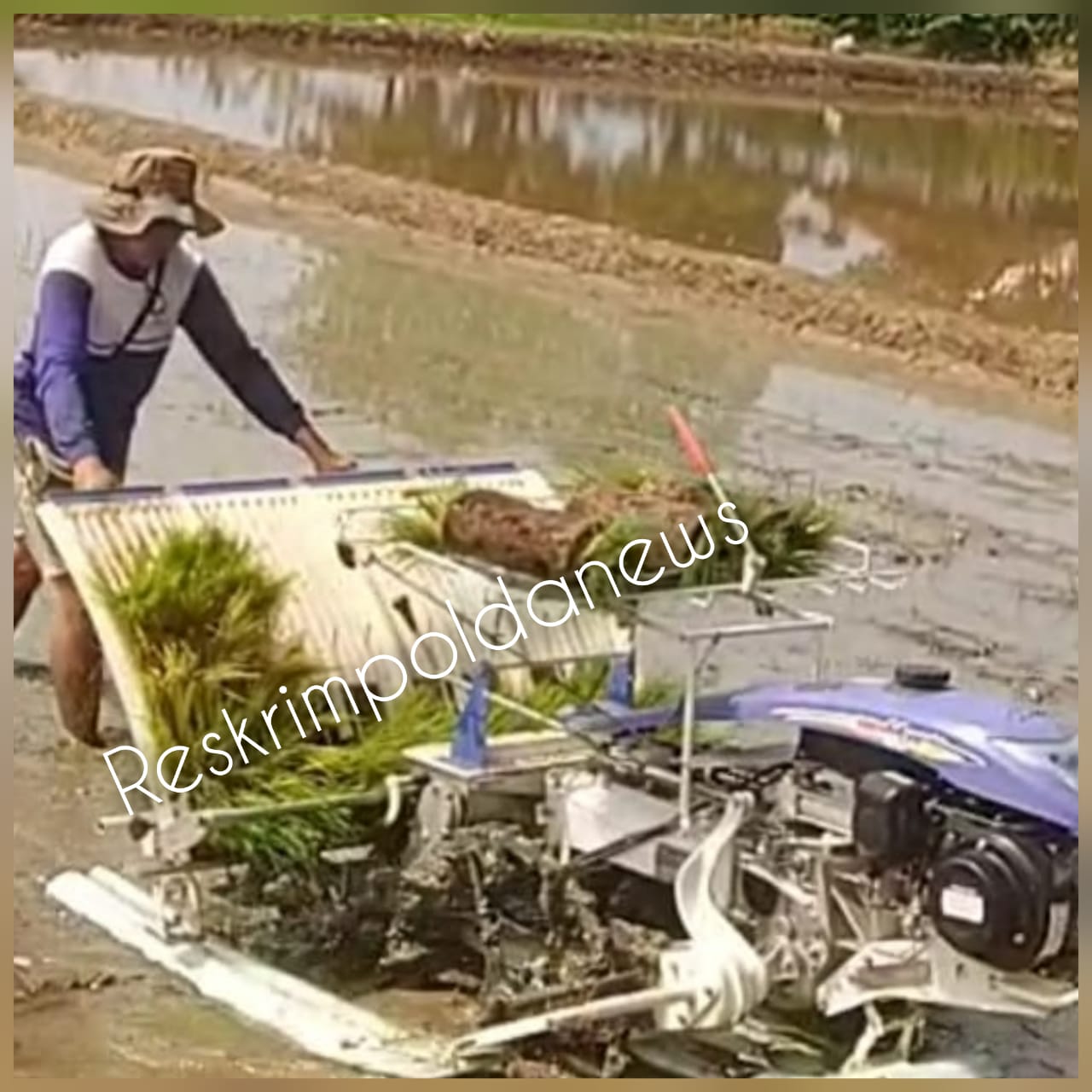 Upaya Gerakan Percepatan Tanam Padi MT2 KTNA Losarang:Gunakan Mesin tanam padi MAXXI Rice Transplanter PF 48