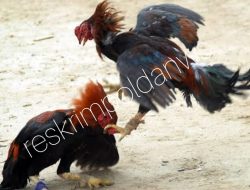 Maraknya Perjudian Sambung Ayam di Desa Lobener Kidul Indramayu:Diduga Tak Tersentuh