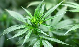 Sekretaris Desa di Garut Ditangkap, Polisi Temukan 125 Batang Ganja di Dalam Rumah