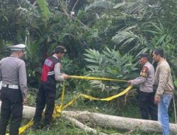 PETANI TEWAS TERJATUH DARI POHON 20 METER SAAT BEKERJA DI LAHAN PERKEBUNAN