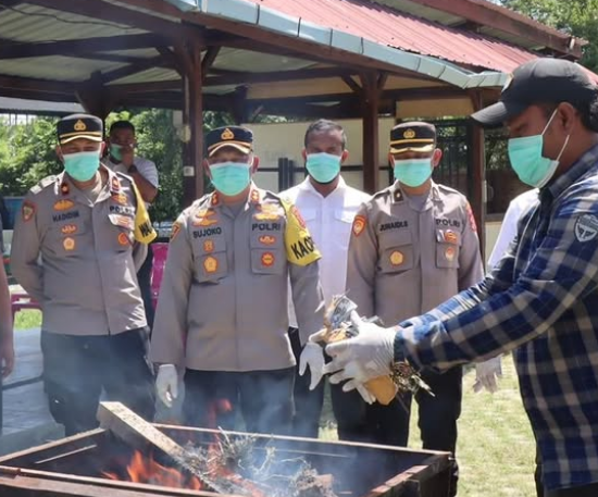 Polres Aceh Besar Bakar Ribuan Batang Ganja & Puluhan Gram Sabu: Komitmen Tegas Perang Narkotika