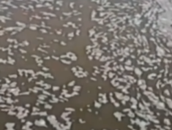 Diduga Akibat Limbah, Muncul Buih Putih di Sungai Cisadane dan Matikan Ikan di Sepanjang Aliran