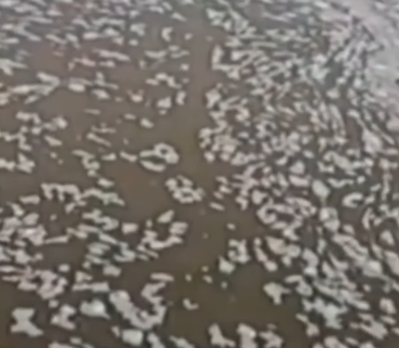 Diduga Akibat Limbah, Muncul Buih Putih di Sungai Cisadane dan Matikan Ikan di Sepanjang Aliran