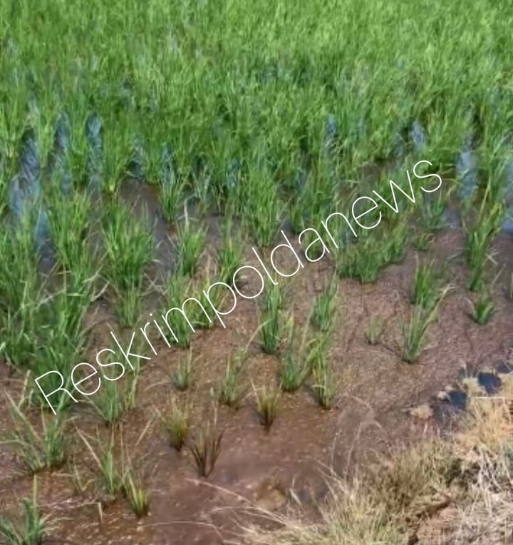 Kebocoran pipa minyak mentah milik PT. Pertamina EP Cemara:Cemari Lahan Persawahan Di Desa Santing