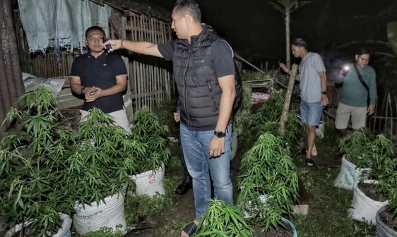 Polda Jatim Turunkan Timsus untuk Bongkar Ladang Ganja 820 Pohon di Blitar