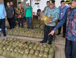 Harga Tembakau di Bawah BPP Masih Terjadi di Pamekasan, Bupati Hanya Memantau Tanpa Teguran