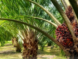 Bidik Denda Pemerintah Rp142 Triliun dari Sawit dan Tambang Ilegal di Kawasan Hutan