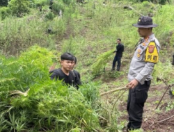 Polres Empat Lawang Temukan Ladang Ganja 3 Hektar, Amankan 8 Karung Diduga Siap Edar