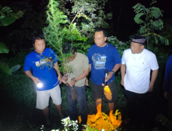 Tanam Ganja di Rumah dan Ladang, Dua Warga Plosoklaten Ditangkap Satresnarkoba Polres Kediri