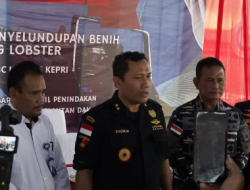 Bea Cukai Kepulauan Riau Gagalkan Penyelundupan Hampir 130 Ribu Benih Bening Lobster di Perairan Batam