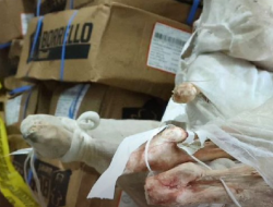 Bareskrim Polri Bongkar Skandal 14 Ton Daging Domba Impor Kedaluwarsa, Sindikat Mafia Pangan Digulung Jelang Lebaran 2026