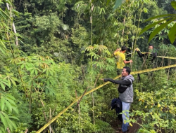 Polres Garut Temukan 11 Batang Tanaman Diduga Ganja di Sucinaraja, Pelaku Masih Dalam Pengejaran