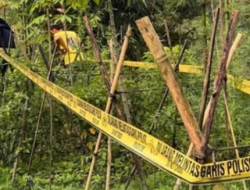 Ditemukan di Lahan Cabai, 11 Batang Tanaman Diduga Ganja di Garut Masih Diselidiki Polisi