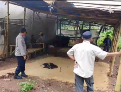 Polisi dan Warga Bongkar Arena Judi Sabung Ayam di Garut, Tindak Lanjut Laporan Melalui Aplikasi Taros Kapolres