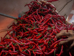 Harga Cabai Mulai Turun Pasca Lebaran, Bapanas Pastikan Stabilitas Pangan Terjaga