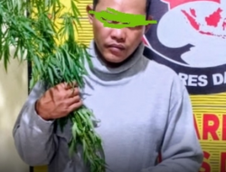 Tanam Ganja di Lahan Jagung, Pria di Dairi Diamankan Aparat Kodim 0206
