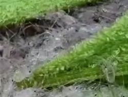 Penyelundupan 39.927 Benih Lobster Digagalkan di Bandara Juanda, Nilai Kerugian Capai Rp1 Miliar