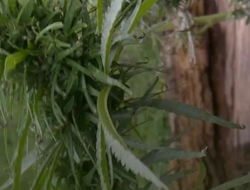 DPR Aceh Memasukkan Raqan Legalisasi Ganja Medis dalam Program Legislasi Tambahan 2026